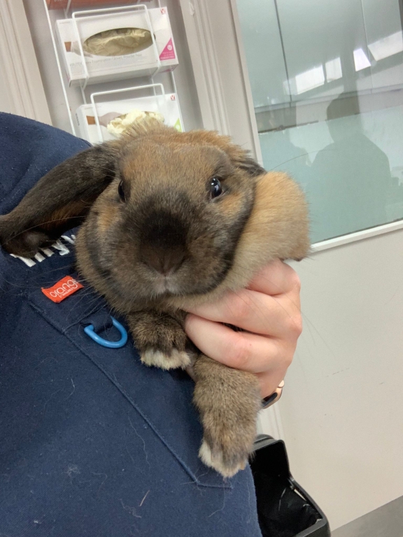 One-year old rabbit Fendi fighting fit after a life-saving operation to remove her kidney at MyVet in Dublin