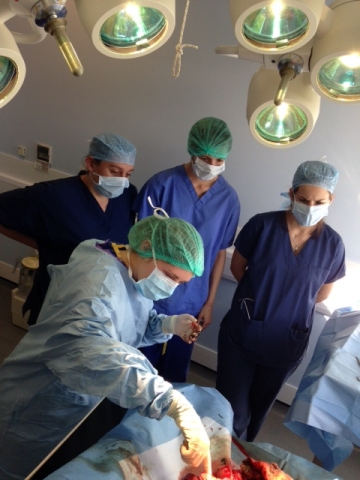 New Graduates Observing Caesarian at North East Veterinary Referrals