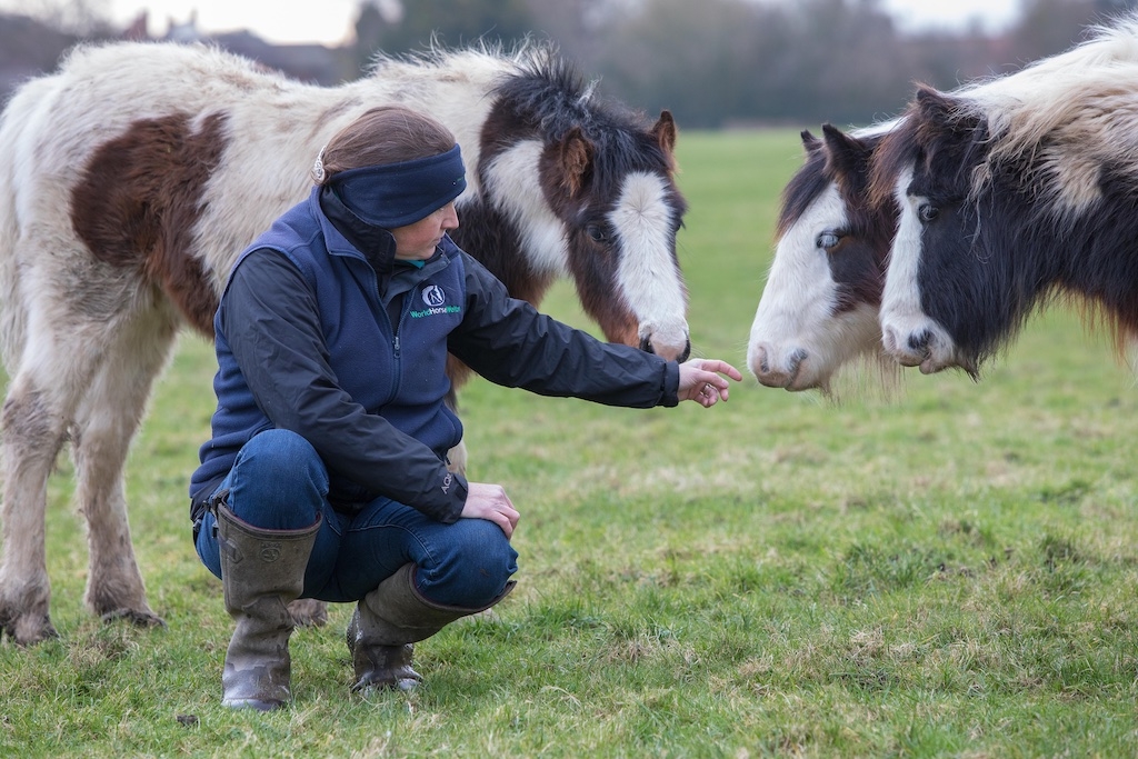 Behind an increasing number of the welfare issues that World Horse Welfare Field Officers investigate are struggling owners who are experiencing their own mental and/or physical ill health, financial or age-related difficulties.