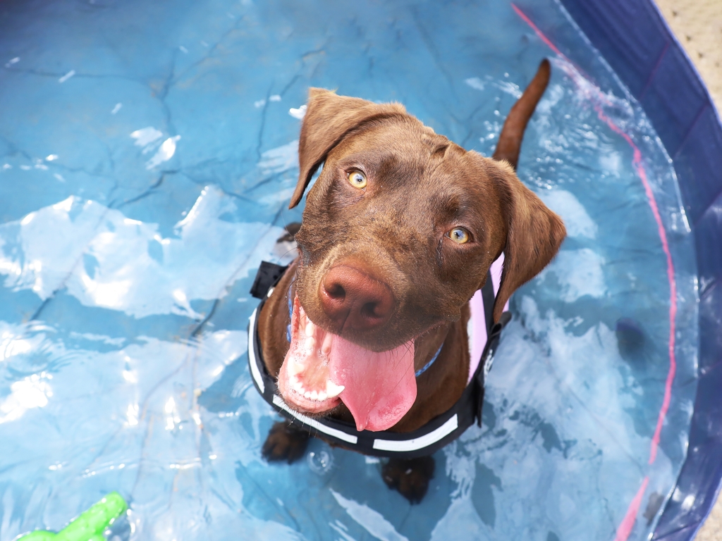 Dog sitting in a paddling pool looking up at the camera