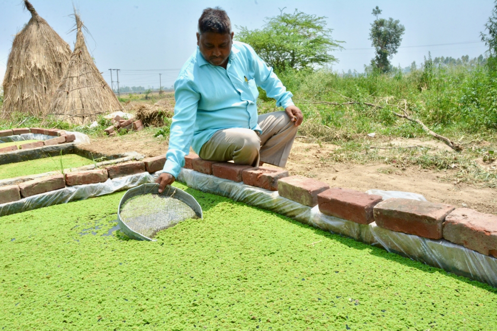 Suresh and Azolla pit