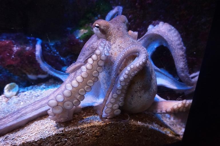 Close up picture of octopus