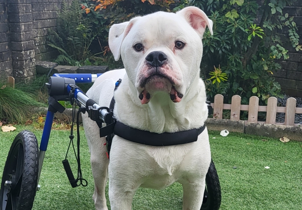 Six-year-old American Bulldog Solomon had a very rare tumour removed from his spine by the neurology team at Veterinary Specialists Scotland.  