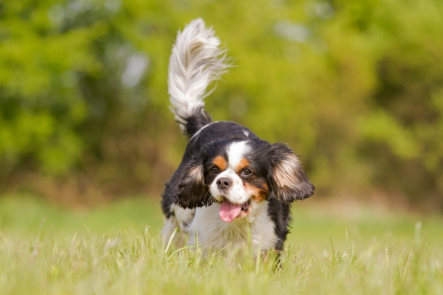 Cavalier King Charles spaniels, along with some other small breeds, are predisposed to MVD