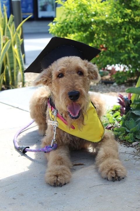 Dog in mortarboard hat