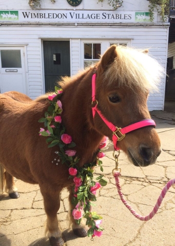 Mini Fat Pony at Wimbledon Stables