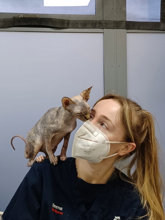 Dobby, a five-month-old Sphinx kitten has recovered from a double dose of medical misfortune thanks to expert treatment at MyVet Firhouse