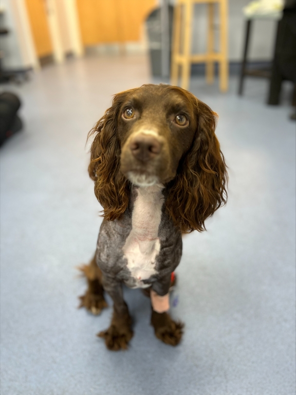 Archie, the cocker spaniel who was saved by the IVC Evidensia Care Fund
