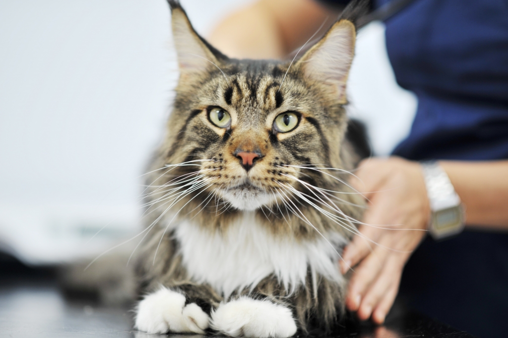 CVS Group shares Quality Improvement achievements / Veterinary Industry