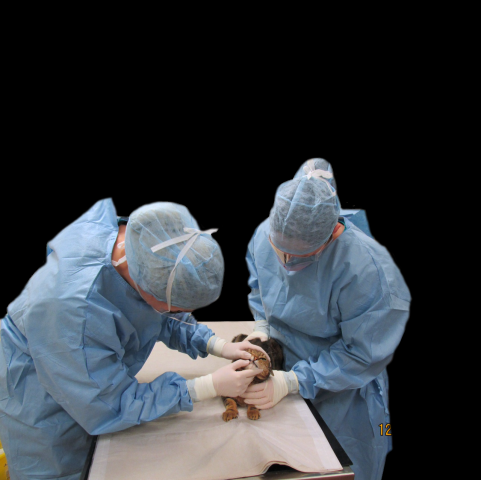 Infection Control is a vital aspect of everyday practice