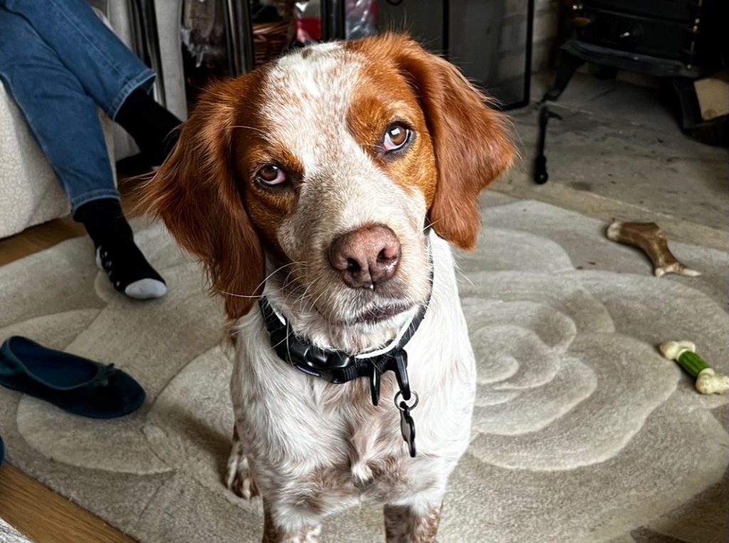 Brian, a rescue dog from overseas, had been shot multiple times but has received love and care by his new owner and treatment at Northwest Veterinary Specialists in Runcorn. 