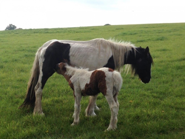 Star with her foal Rocket
