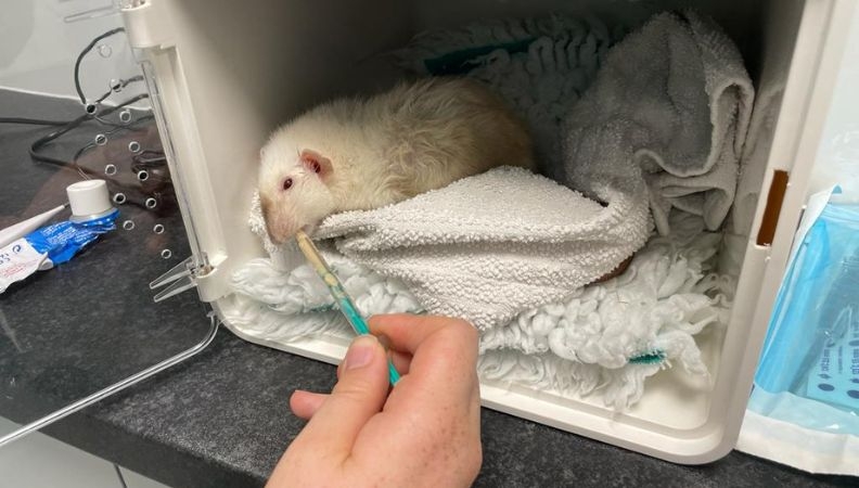 Latte the pet rat had a large tumour removed in a complicated procedure.