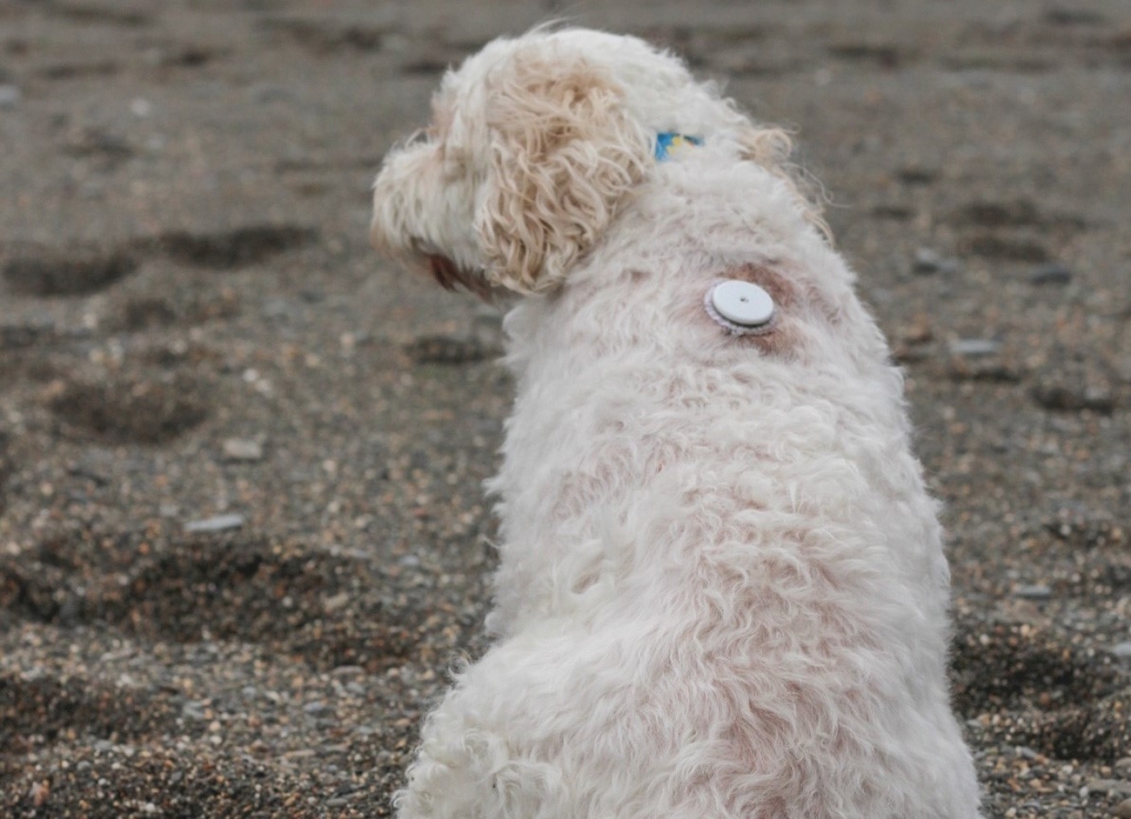 Diabetic Lexie’s special monitor has given her a new lease of life thanks to D&T Veterinary Centre, in Staffordshire.