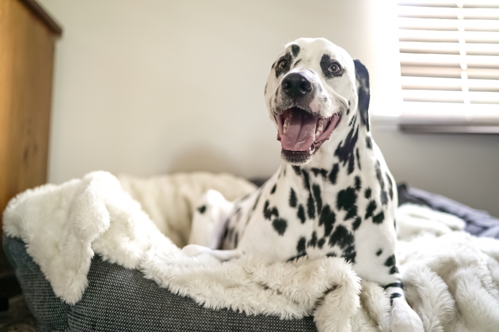 Dalmatian sleeping in dog bed