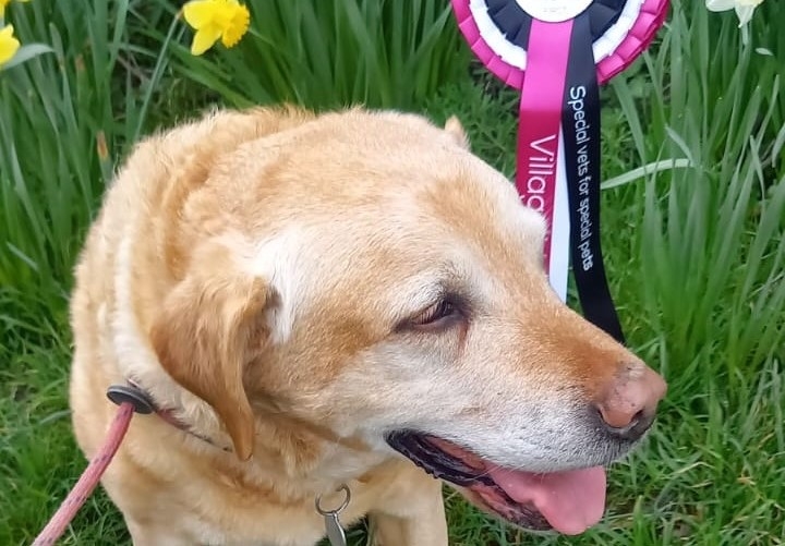 Village Vet Cambridge took part in Thriplow Daffodil Weekend and raised funds for a worthy cause.