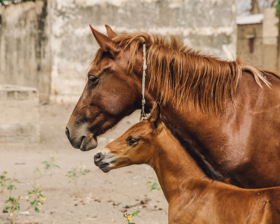 mare and foal