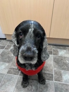 Cocker spaniel Zoe underwent sight-saving surgery at Eye Vet in Cheshire which allowed her to see out her remaining years with full vision. 