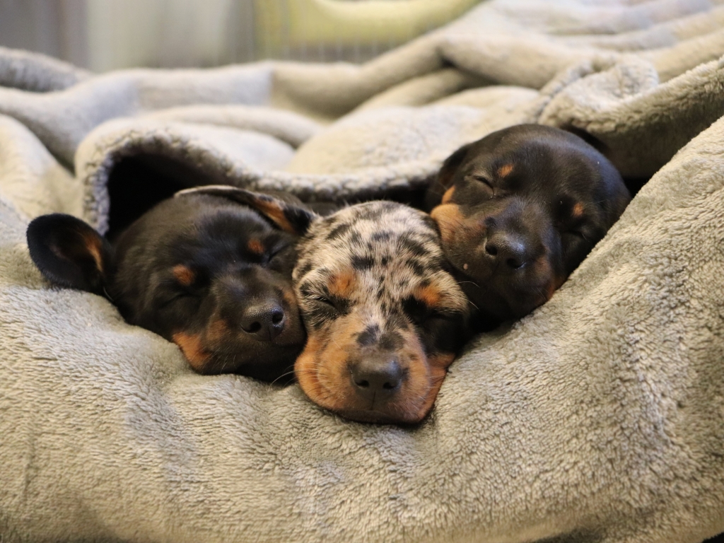 3 puppies sleeping tightly together in a plush bed