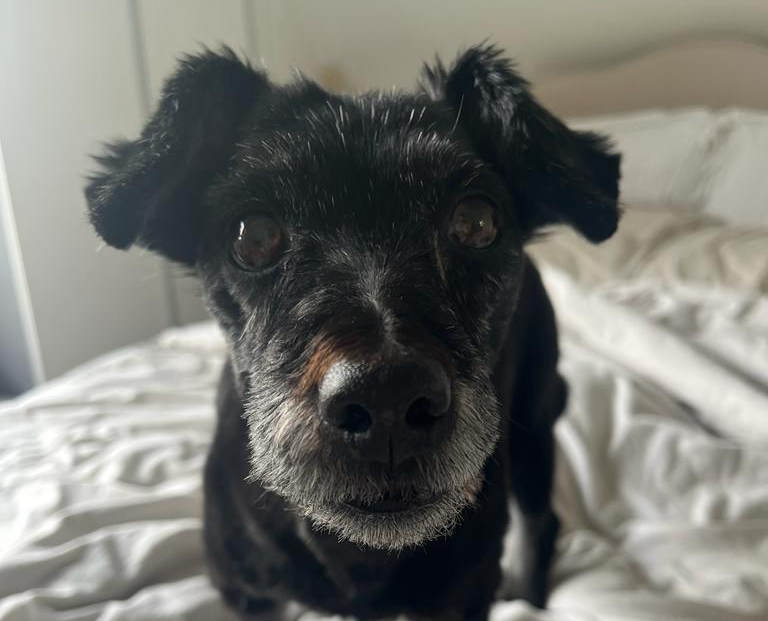 Expert surgeons at Southfields Veterinary Specialists, in Basildon, removed a fatty lump inside a dog’s mouth, which is a very unusual location to find such a growth.