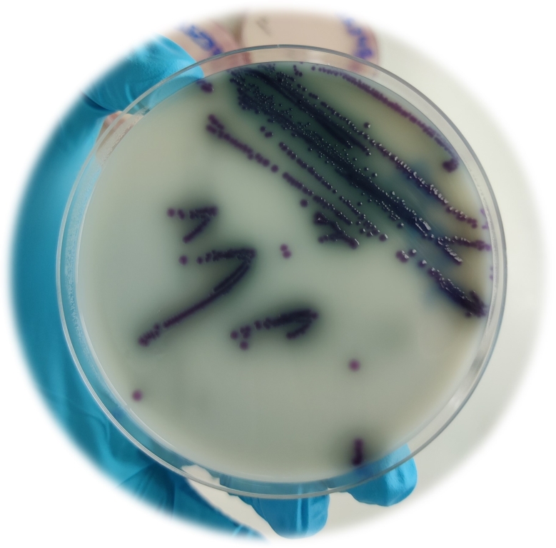Dark blue/purple colour of Cevac® Salmovac colonies grown on ASAP media
