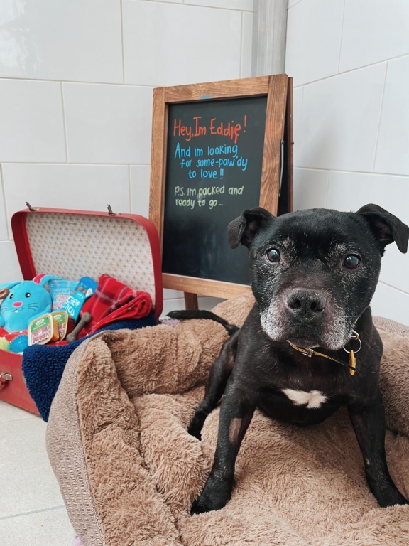 Photo of Eddie in his cot bed