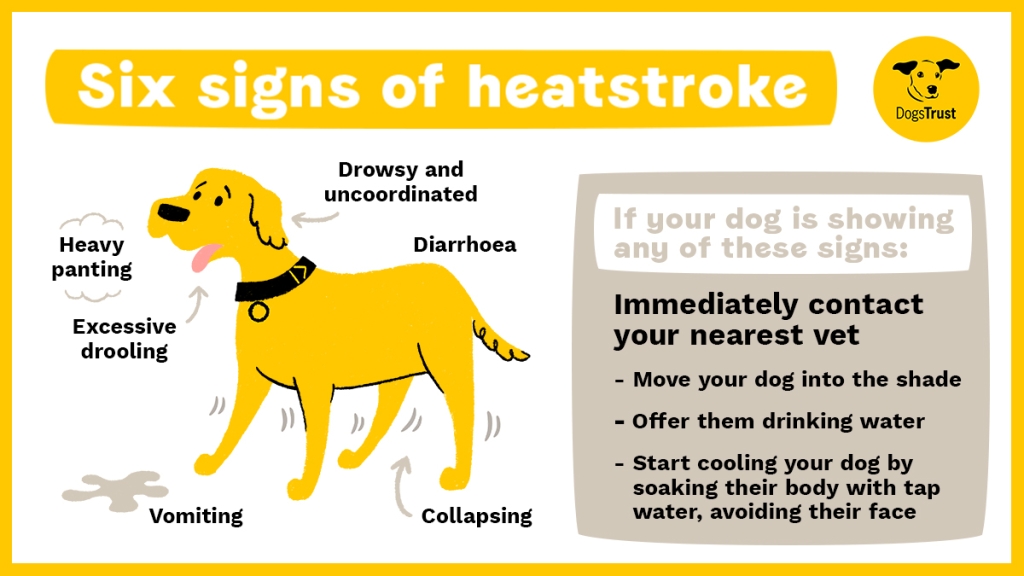 Six signs of heatstroke poster