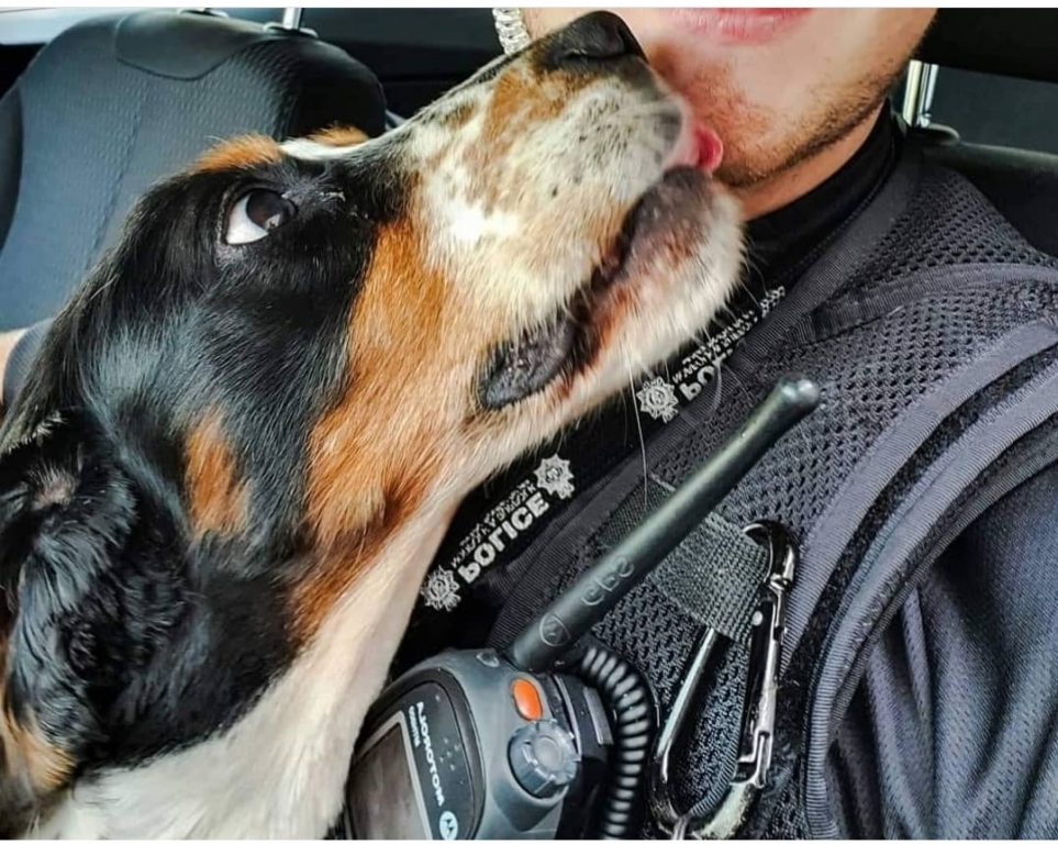 Retired police dog Pablo undergoes lifesaving cancer surgery at Dick