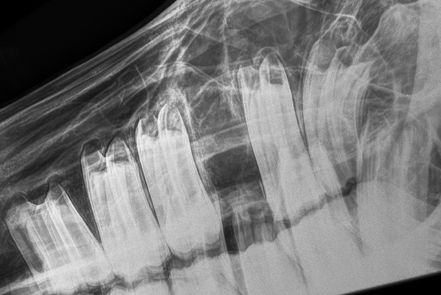 Radiograph of a head taken after extraction of a cheek tooth.