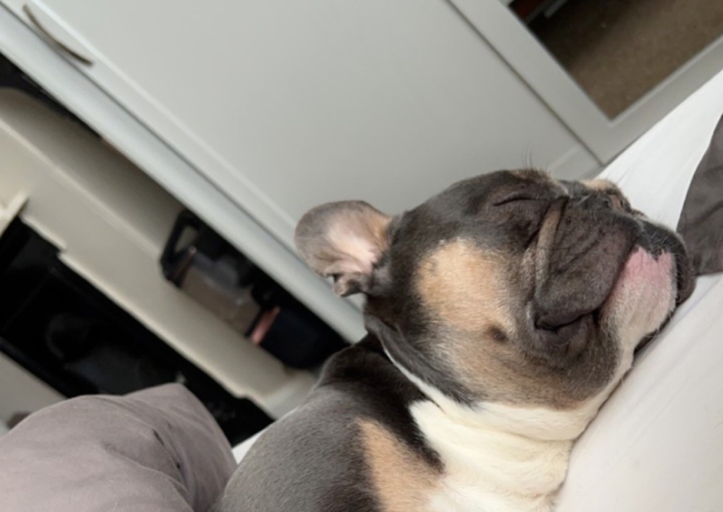 Two-year-old Rocco, a French bulldog, underwent pioneering spinal surgery at Paragon Veterinary Referrals in Wakefield. 
