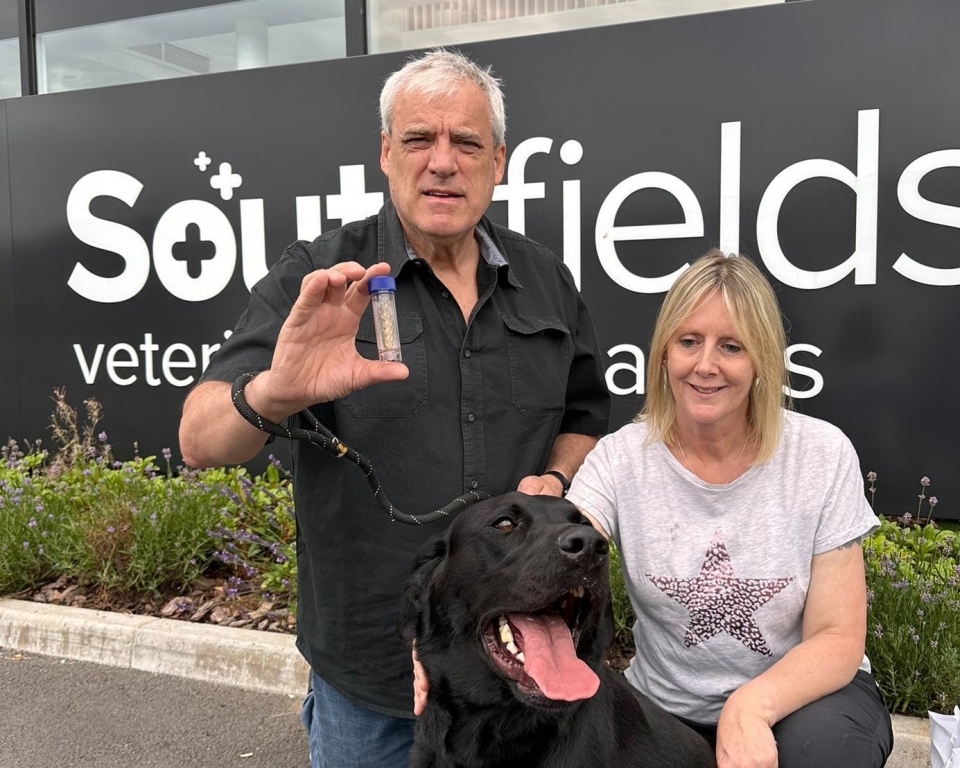 Two-year-old Labrador Buddy required lifesaving surgery at Southfields Veterinary Specialists in Basildon after inhaling an ear of wheat which the vets described as ‘one of the biggest grass seeds we’ve seen’. 
