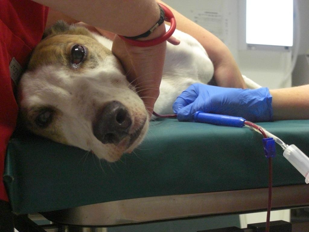 Dog donating blood
