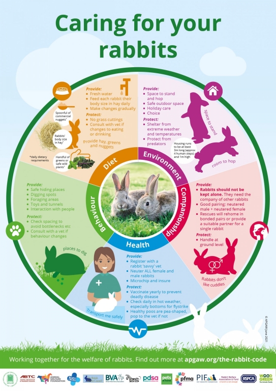 Rabbit welfare poster