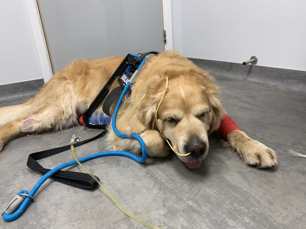 Marley, a victim of CRGV, being treated at Anderson Moores