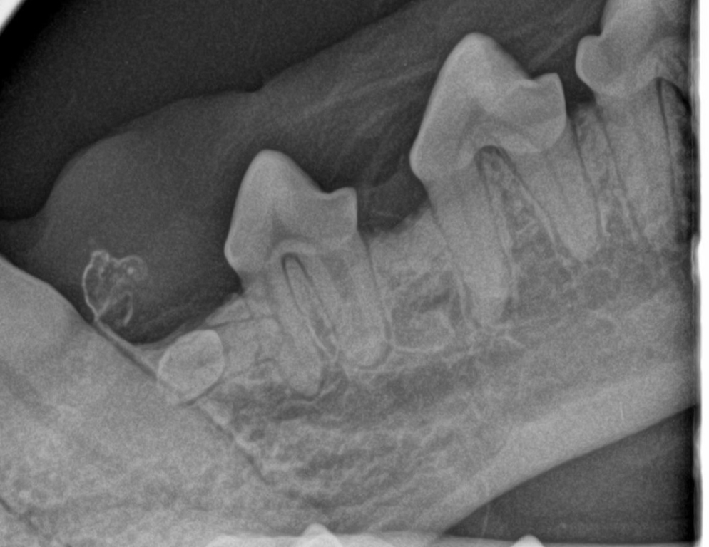 CVS has trebled dental radiography use across its practices
