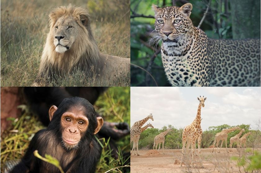 Lion:  George Logan Leopard:  George Logan Chimp:  CSWCT Giraffe:  Rolano