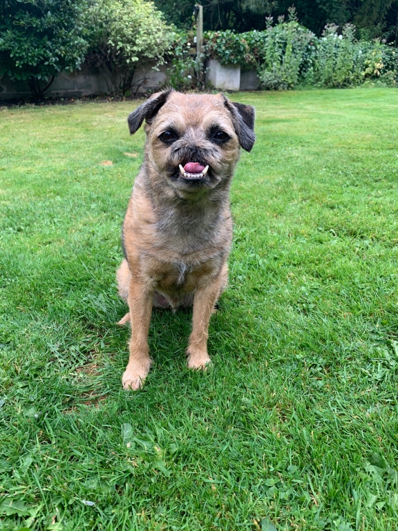 Eleven-year-old Yogi was diagnosed with a biologically high-grade fibrosarcoma in his upper jaw by world-class specialists at Linnaeus-owned Eastcott Veterinary Referrals in Swindon