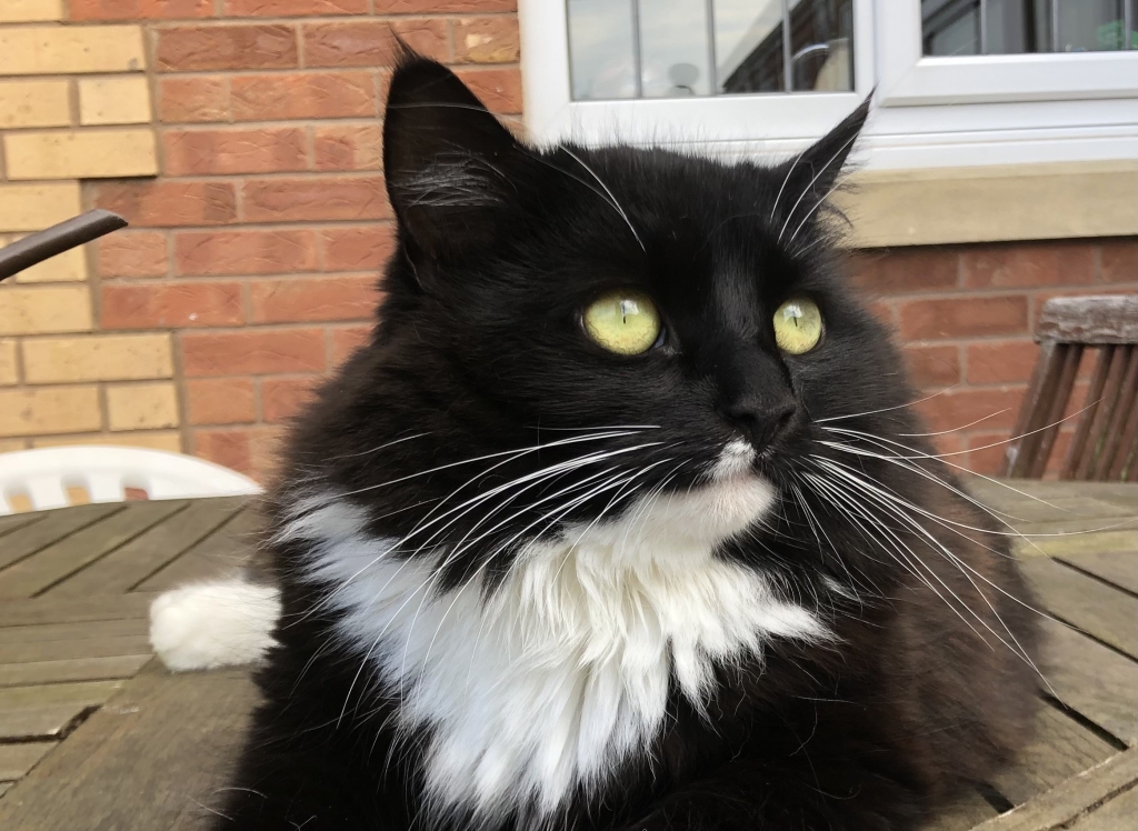 Missy suffered a bad leg injury after being chased by another cat but is back on her feet thanks to expert surgery at West Midlands Veterinary Referrals (WMR) near Burton on Trent. 