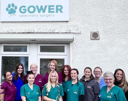 Gower Vets in Swansea is holding a festive fun day on Saturday, December 9.
