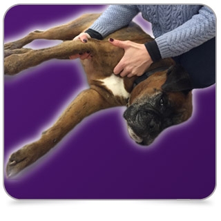 Basic physio for happier pets!