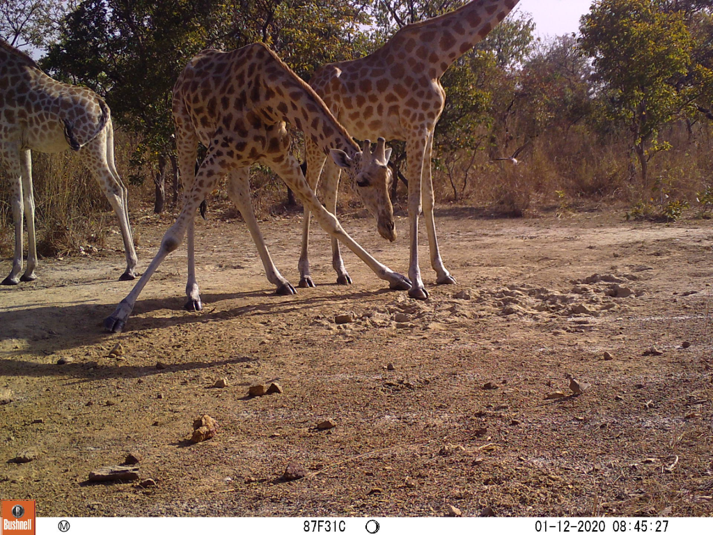 Kordofan giraffes within Cameroon’s Bénoué National Park
