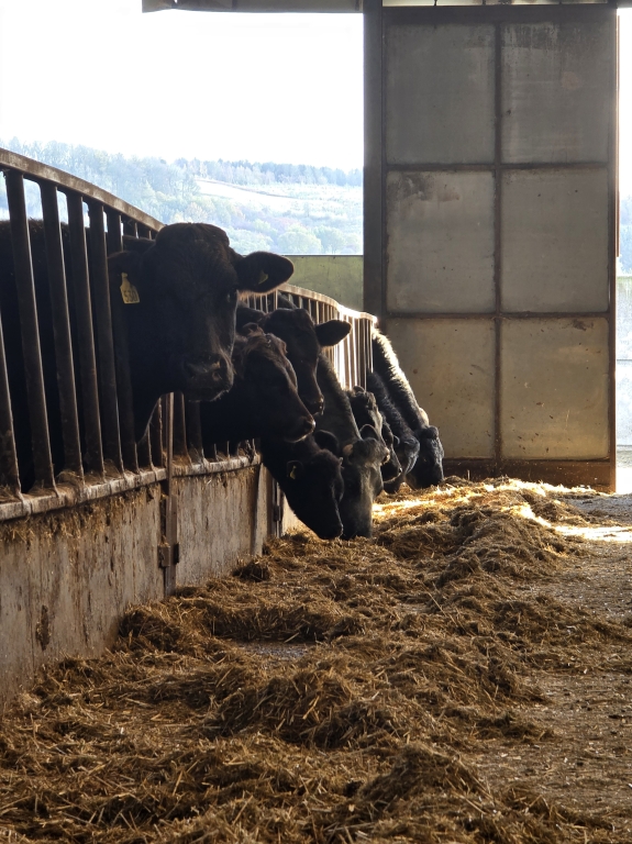 Beef and dairy farmers are being advised to test their forage