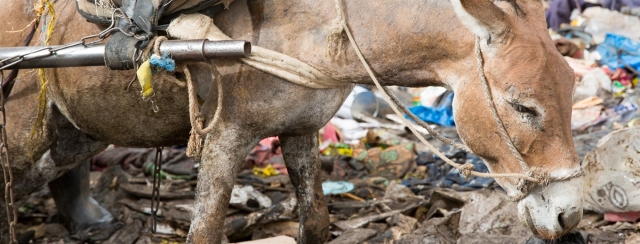 A working animal in poor conditions