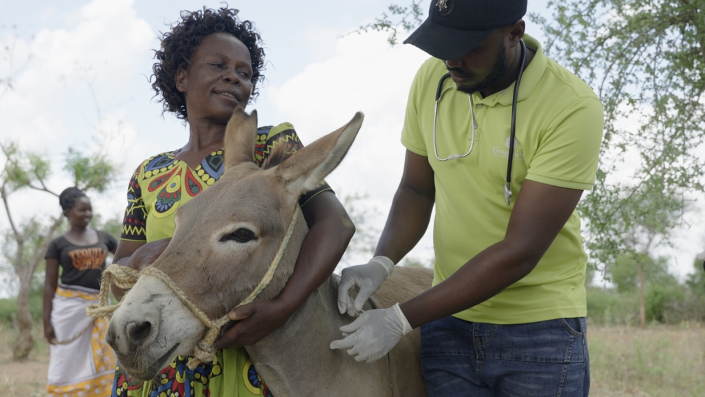 Agrovet treats donkey in Kenya (credit: The Brooke)