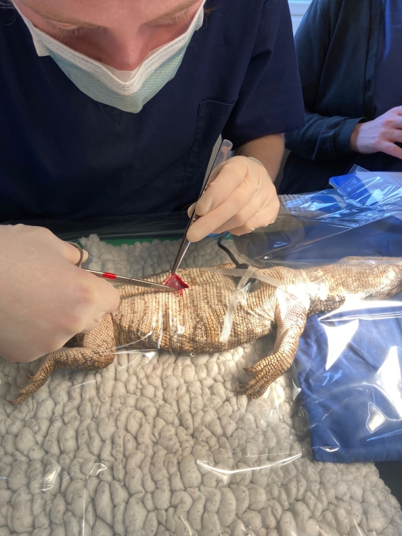 African lizard called Zazu underwent a &#39;revealing&#39; operation at Linnaeus-owned 608 Vets