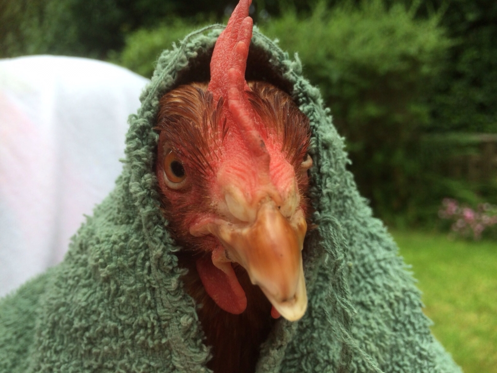 Close up of hen face