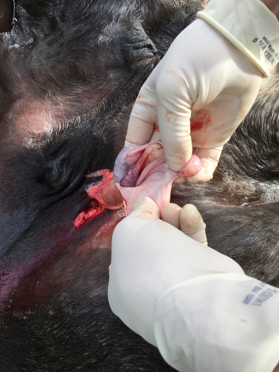 A 5-year-old stallion undergoing open castration under general anaesthesia for removal of an inguinally retained right testicle in the field.