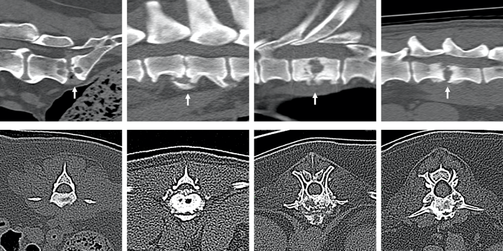 CVS neurologists further diagnosis of discospondylitis in dogs and cats