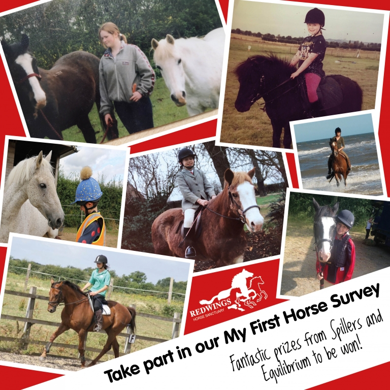 Redwings 'My first horse' survey poster