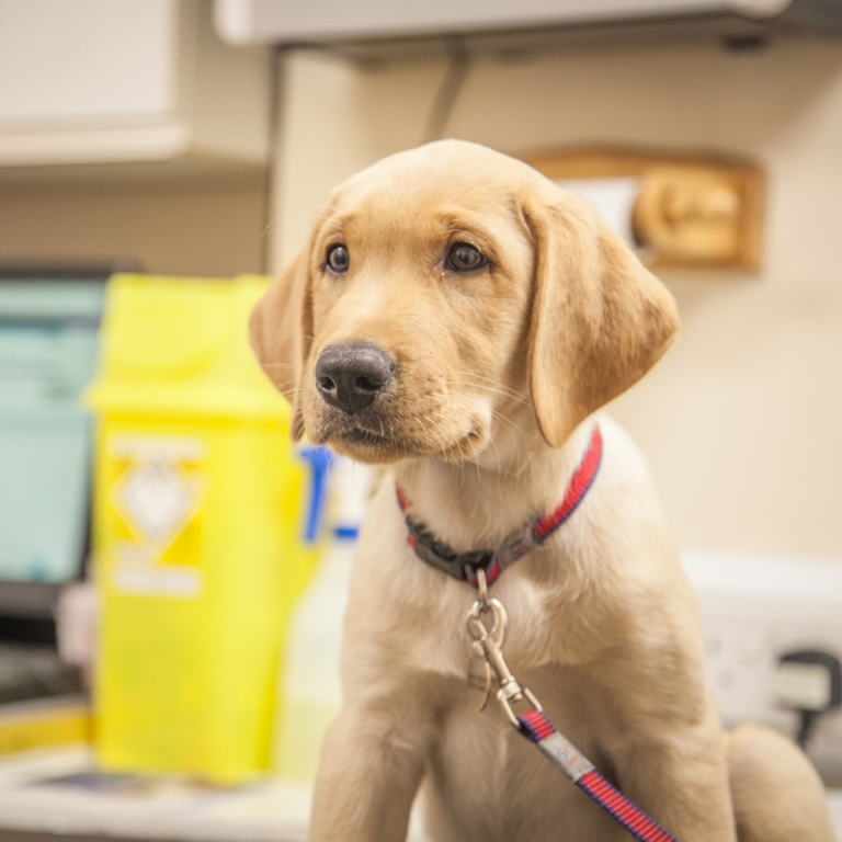 Downland Vets recently opened their 13th branch in Selsey, West Sussex
